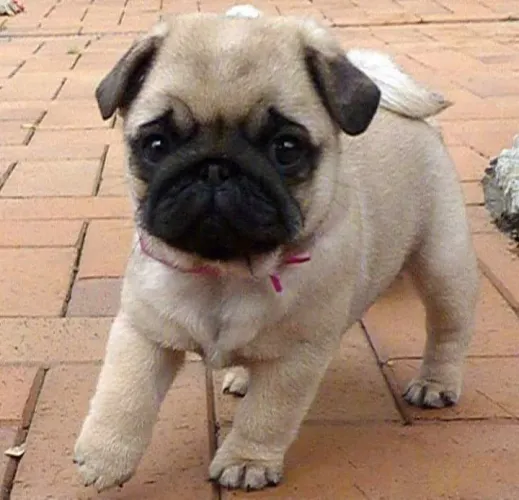 Filhote de Pug Macho lindos 