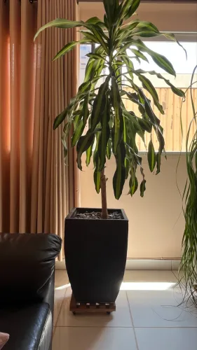 ? Linda Planta Dracena com Vaso Decorativo - R$ 600,00
