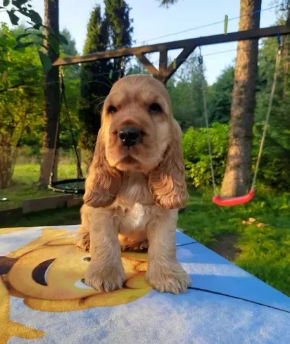 Cocker Spaniel ingles Todas as raças com ganratia total de saude e veterinario gratuito.