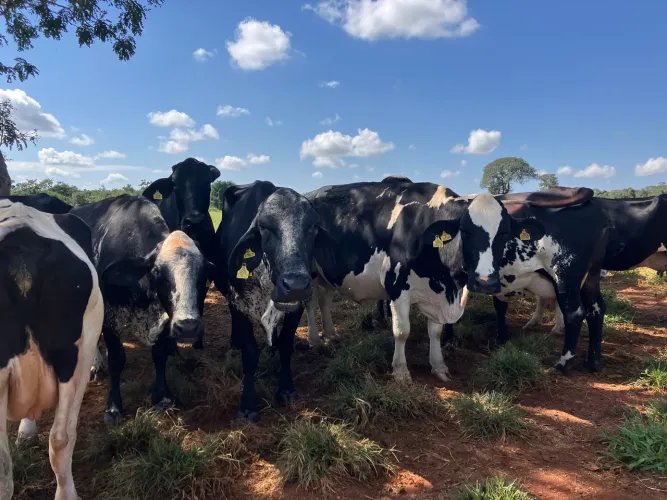 Vacas leiteiras