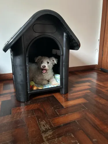 Casa/casinha de cachorro