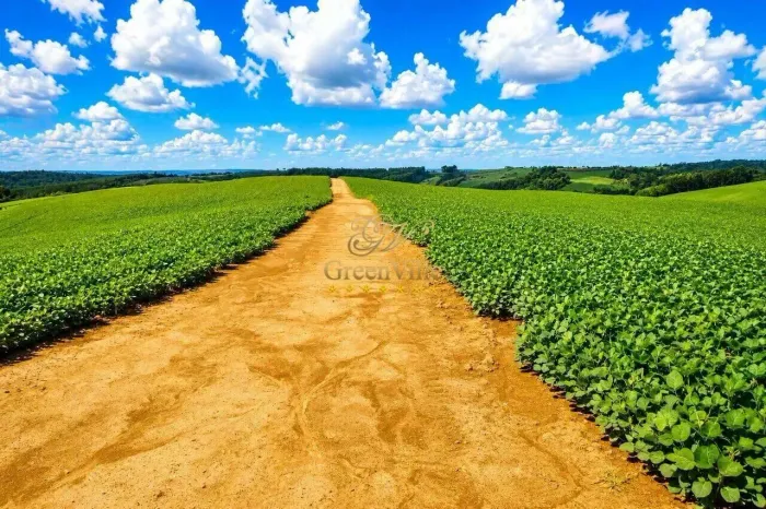 Lapa, 101,64 hectares ou 42 alqueires, Plantando 35 Alqueires