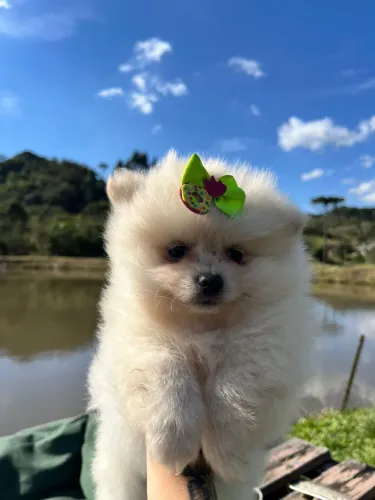 Spitz alemão fêmea filhote Lulu pomerania