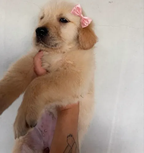 Golden retriever