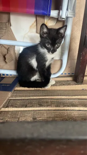 Gato para adoção 