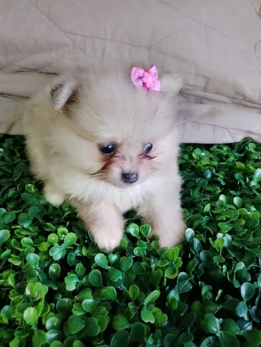 Vende se filhote de lulu da pomeranea