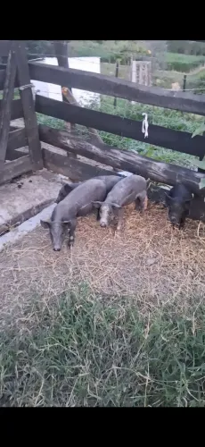 leitoas 