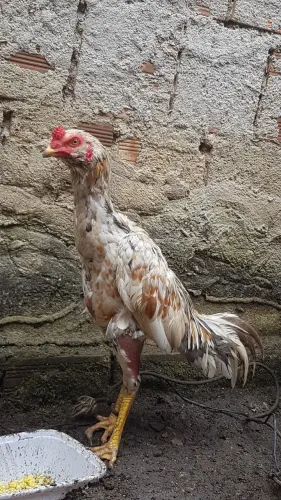 Galo a venda e também troco em outro, em guarabira