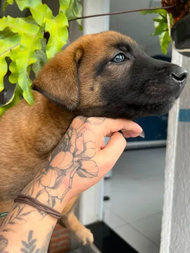 Filhotes de Malinois Selecionados: Linha de Sangue Impecável e Pedigree em Mãos!