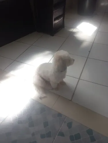 Vendo uma cachorrinha 
