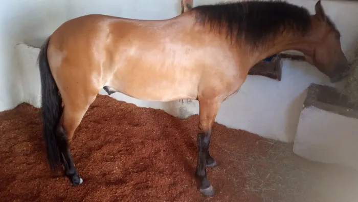 Cavalos