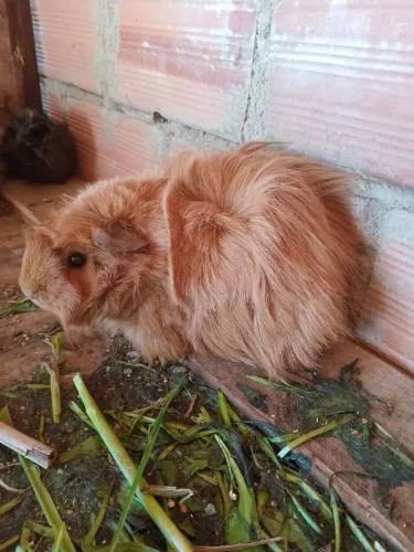 Porquinhos da india peludos 