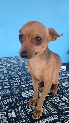 Pinscher micro procura namorada