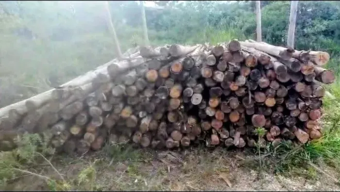 Eucalipto de 6 MTS sem casca