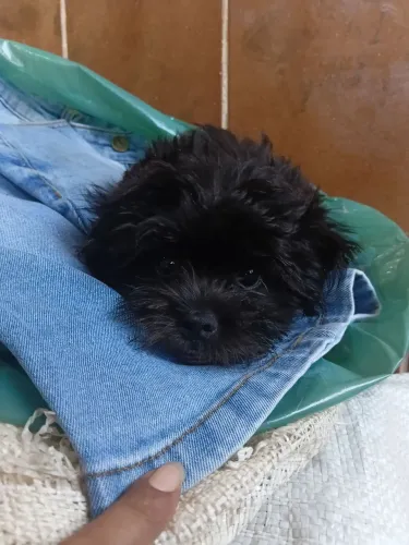 Vendo filhote de shitzu