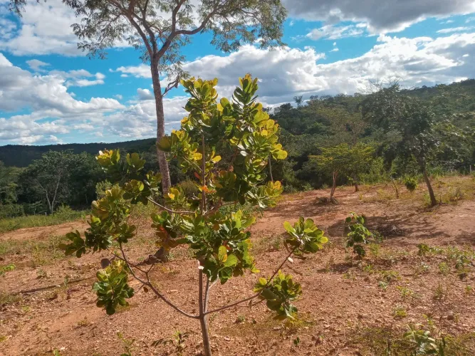 Chácara com 3.000m² a 20km de Montes Claros sentido Juramento.