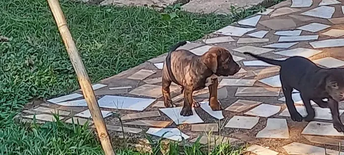 Cães Filhotes Fila Brasileiro 