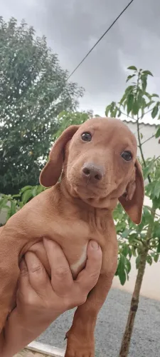 Basset Dachshund Salchicha