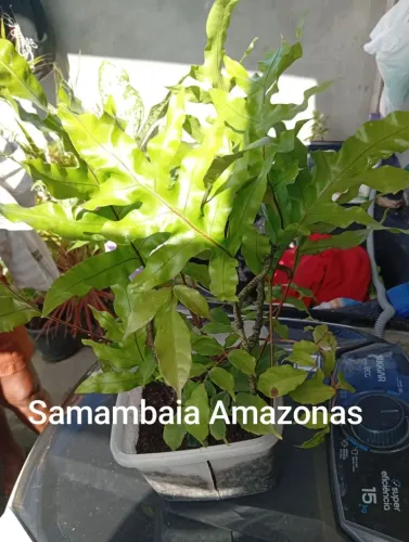 Plata naturais Samambaia Amazonas 