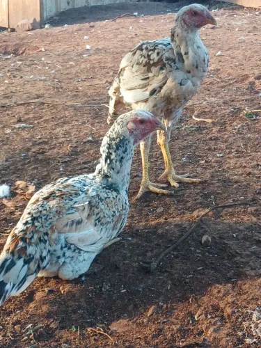 Frangos indio gigante