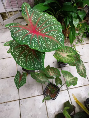 Vasos de Tinhorão/Pintadinha (Caladium bicolor) preço baixo (Ler descrição)