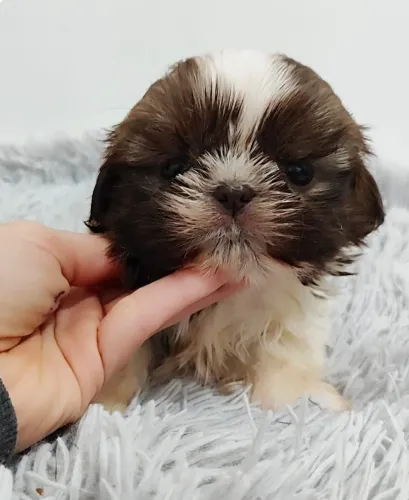 Shih tzu Filhotes fofinhos - Chama no WhatsApp