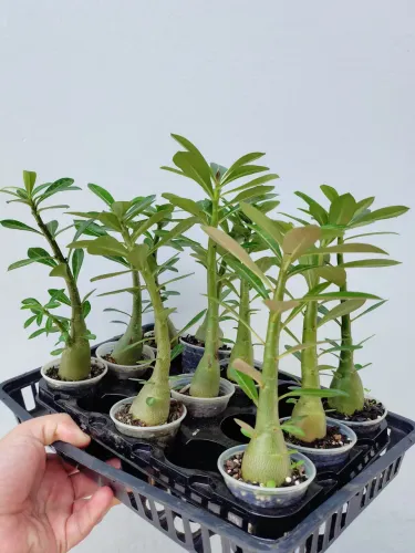 10 unidades Rosa Do Deserto