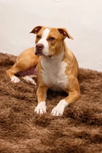 Pitbull fêmea 