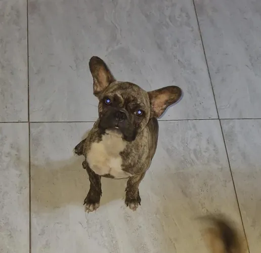 buldogue frances mesclado