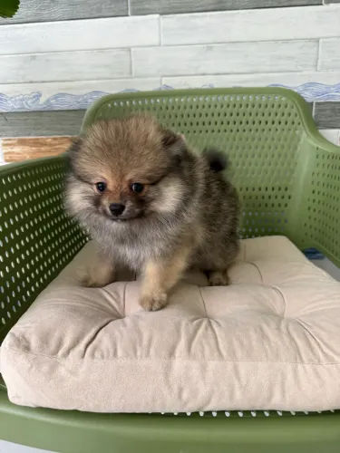 Spitz alemão/lulu da pomerânia anão fêmea laranja com pedigree CBKC
