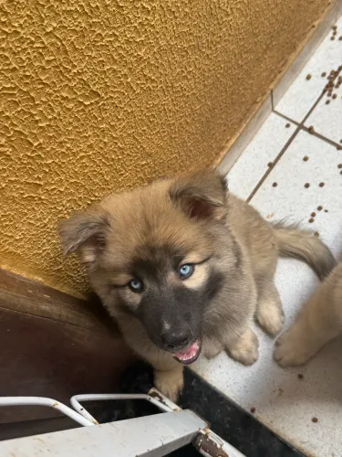 Filhote de husky siberiano