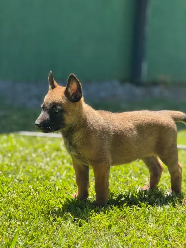 Pastor belga Malinois