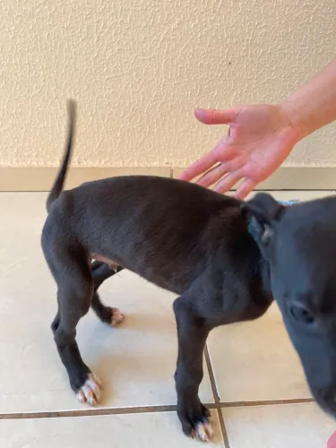 Filhote macho de galgo a venda