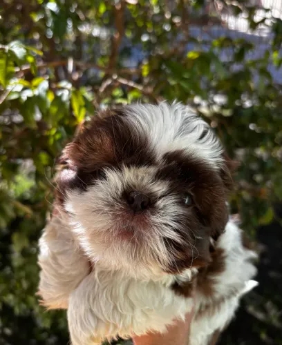 Shihtzu macho