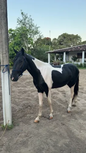 Cavalo pampo de preto