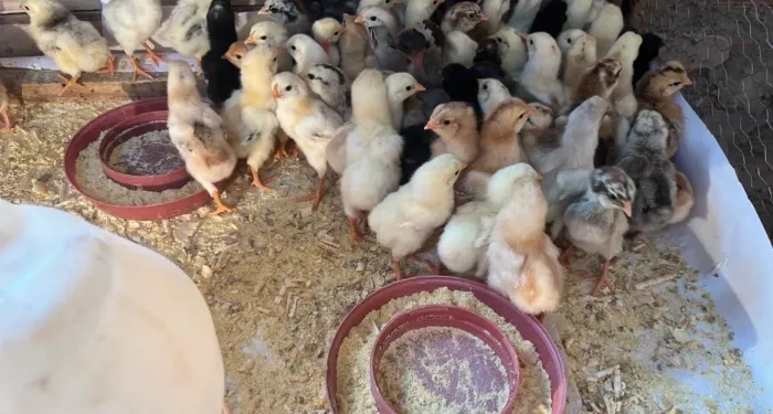 Vendo pintinhos caipiras