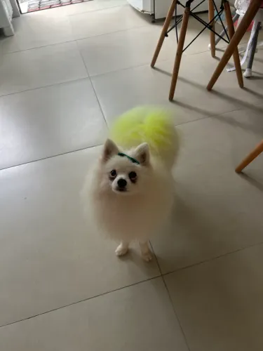 Casal de Spitz Albino