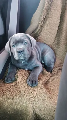 Cane Corso Companhia que traz serenidade