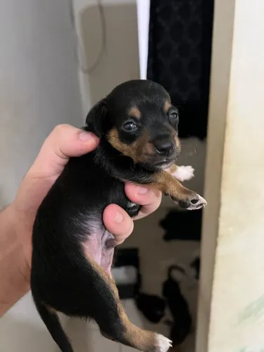 Pinsher