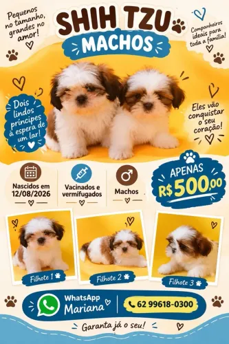 Filhote de Shihtzu