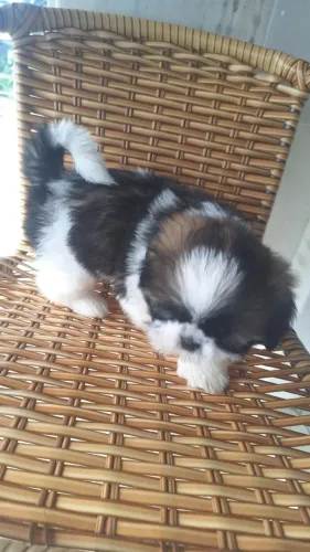 Filhotinho Shih Tzu Macho