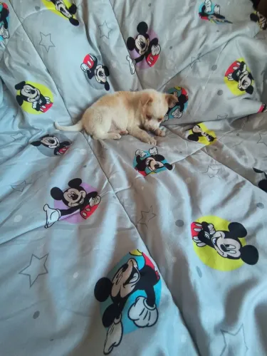 Chihuahua