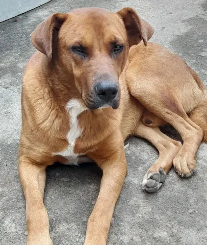DOAÇÃO DE CACHORRO MACHO