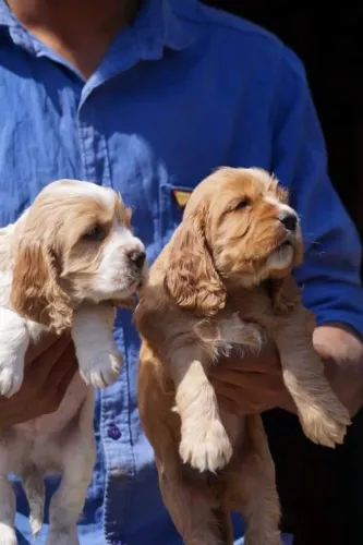 Cocker spaniel fofos e carinhosos