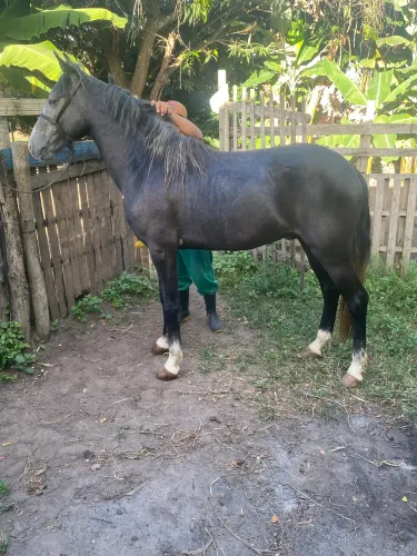 Potro mangalarga 