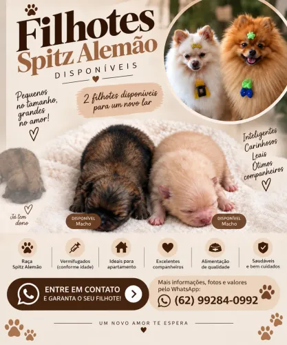 Filhote spitz alemão 