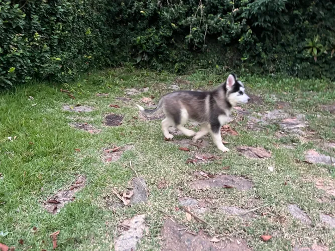 Pomsky macho