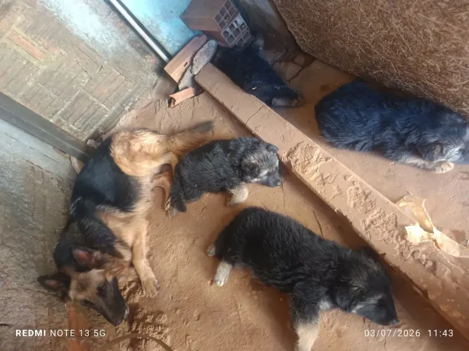 Vendo filhote de pastor alemão