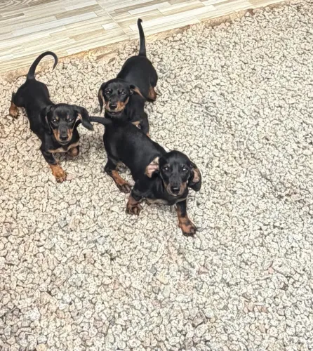 Dachshund / teckel - promoção dia das crianças