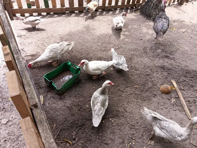 VENDO PATOS